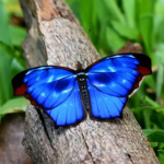 A borboleta azul
